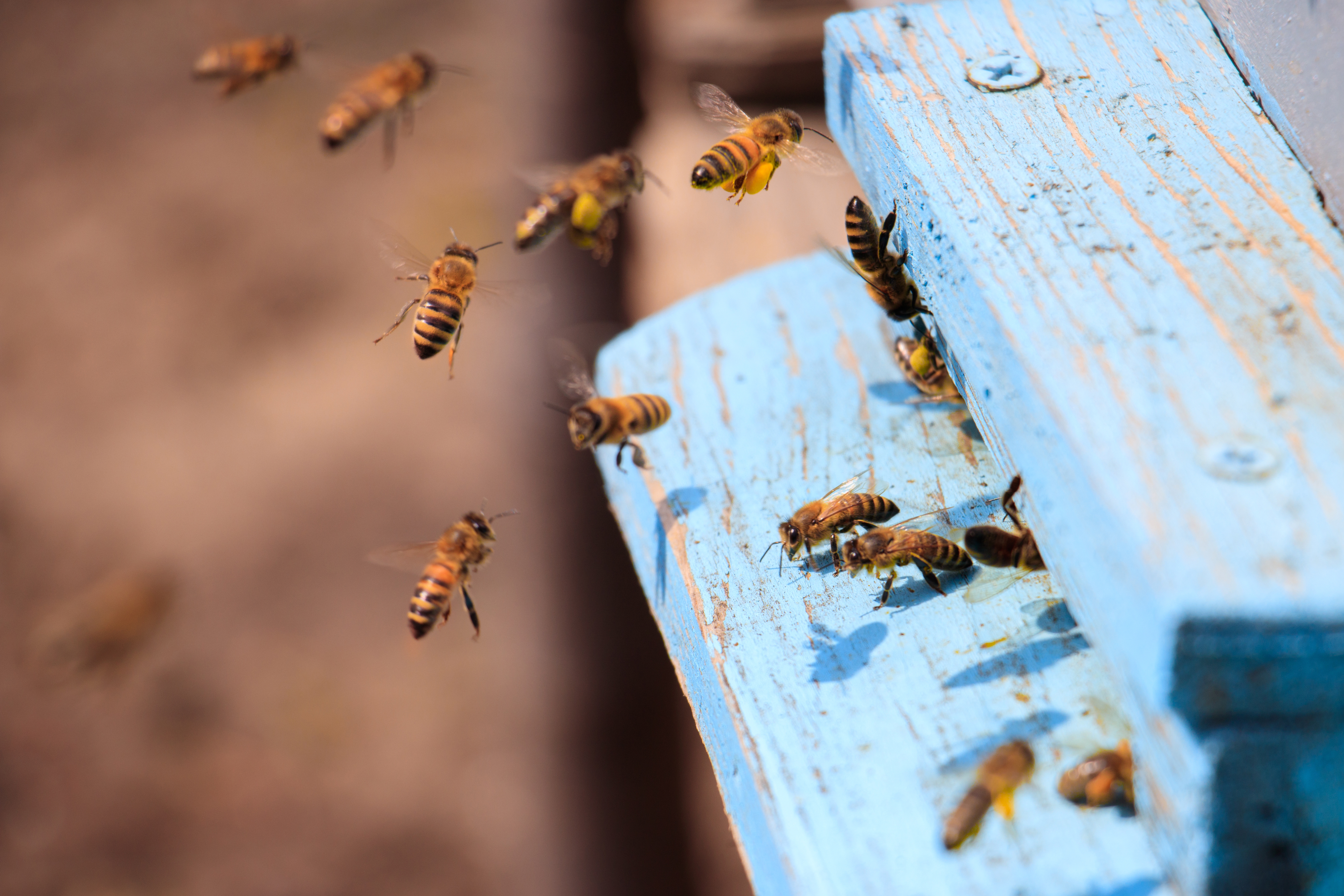 Bee Keeping