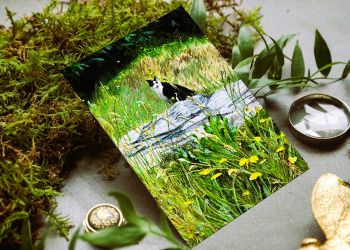 Black and white cat greeting card 17x12cm.
Search for my store Sarah Elliott Fine Art to see all my products.
