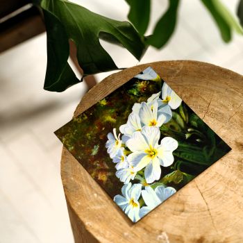 'Wild Primroses' - Wildflowers greeting card 15 x 15cm.
Blank inside with a white envelope.
