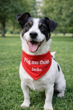 Fun dog bandanas, soft velvety feel with adjustable clip safe collar included.
