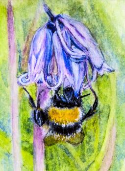 Fine art print of my original watercolour painting. It was wonderful to see so many bees around. My friend captured a lovely photograph which I was lucky enough to be able to use for my painting. &nbsp; &nbsp;
Search for my store&nbsp;Sarah Elliott Fine Art&nbsp;to view all my products.