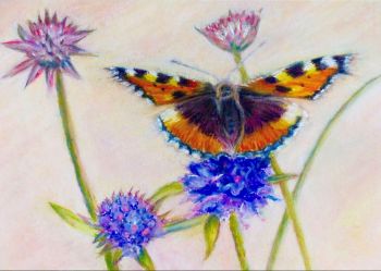 Fine art nature print from my original chalk pastel painting. A beautiful colourful small tortoiseshell butterfly seen on one of our lovely walks.
Search for my store&nbsp;Sarah Elliott Fine Art&nbsp;to view all my products.